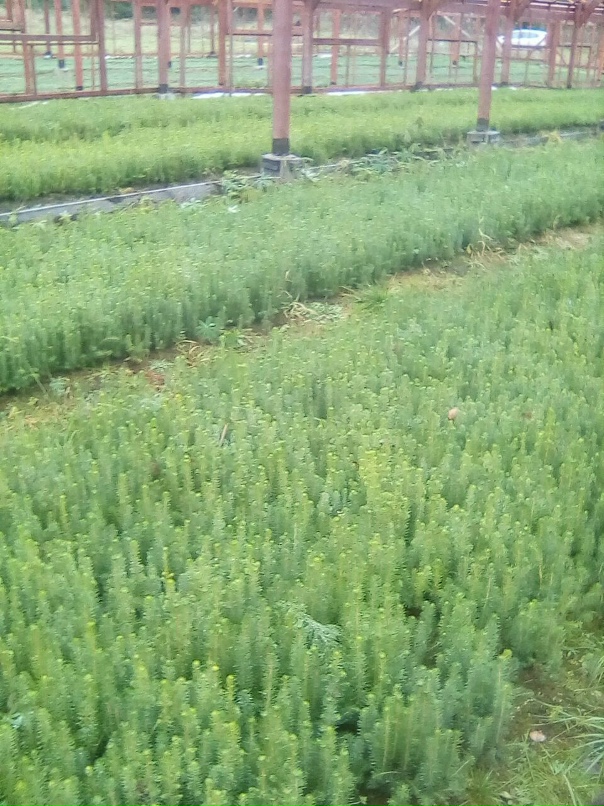 Сергей Окунев | Череповец