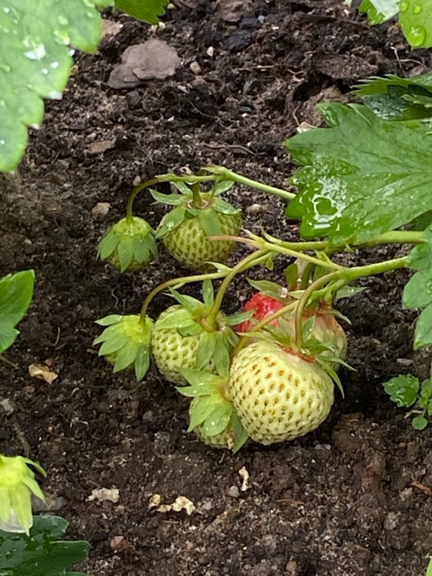 Наталья Трегубова | Петрозаводск