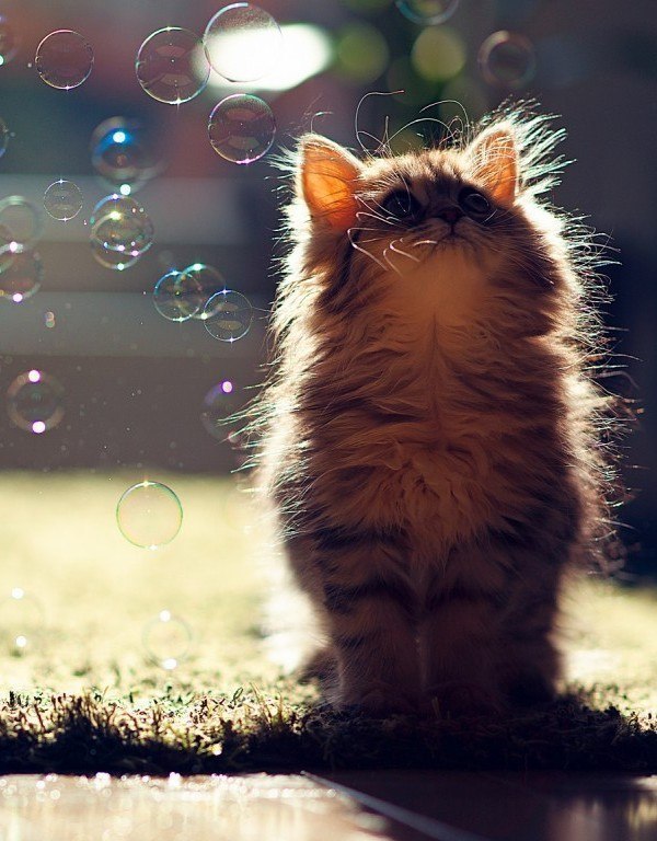 Дарья Цыганова | Саратов