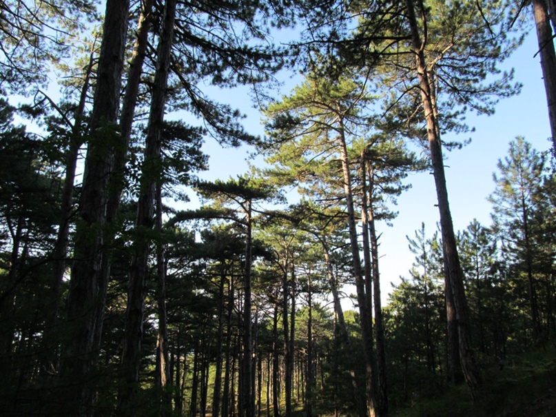 Денис Шевченко ShevcH | Харьков