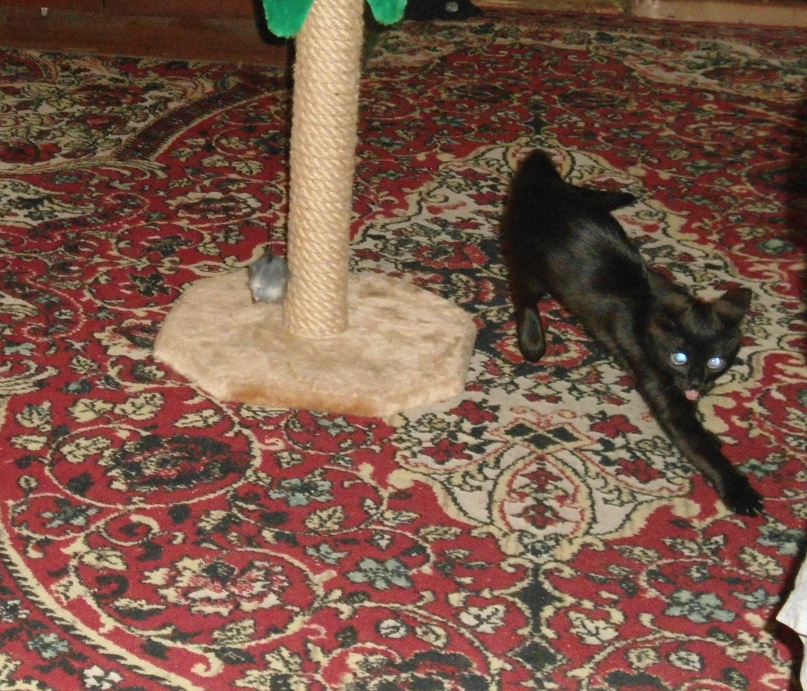 Ирина Николаева | Новочеркасск