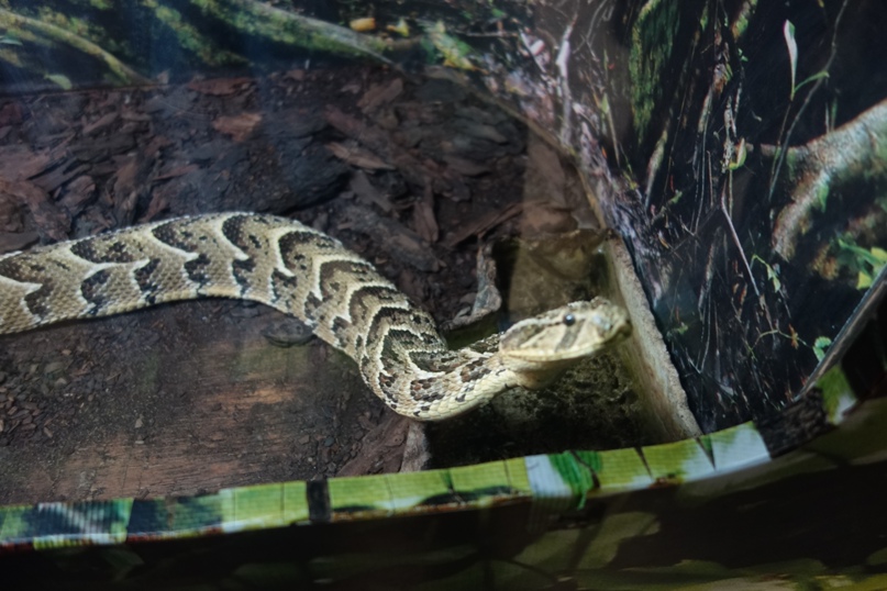 Михаил Горев | Ногинск