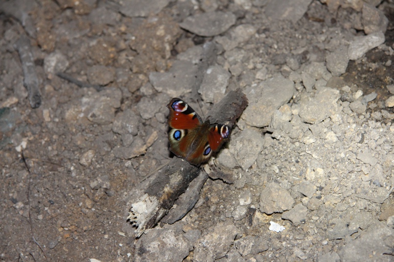 Владимир Докучаев | Артем