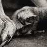 Любовь Деркач Wolf_Devil | Киев