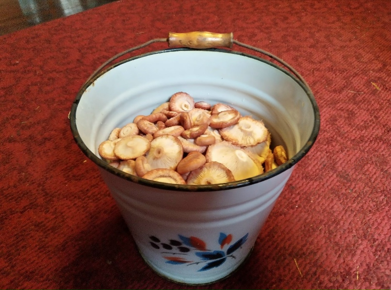 Мария Жукова | Выборг