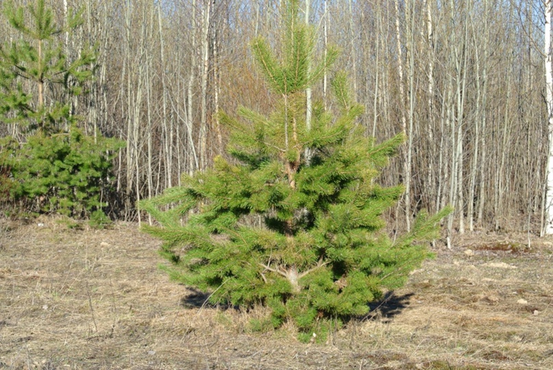 Александра Сергеева | Сыктывкар
