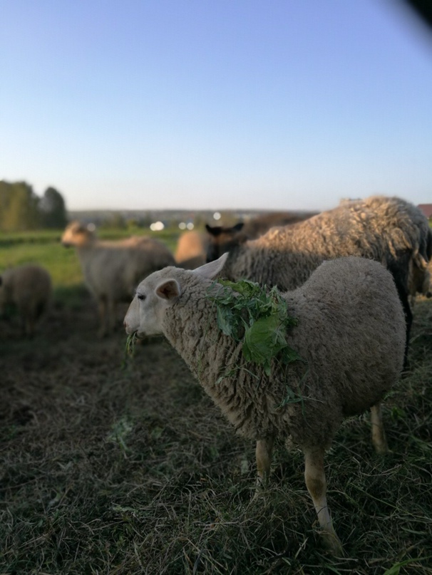 Анна Даниленко | Кемерово