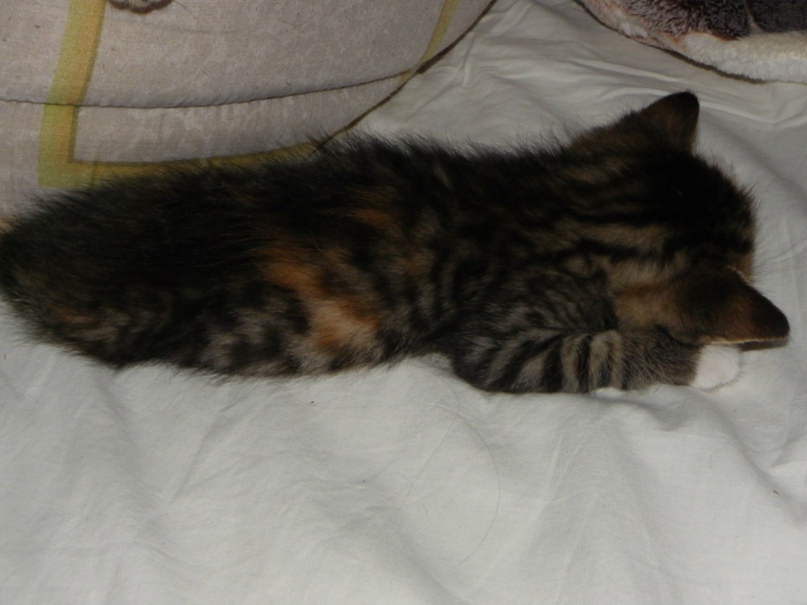 Мария Батаева ツМуркаツ | Санкт-Петербург