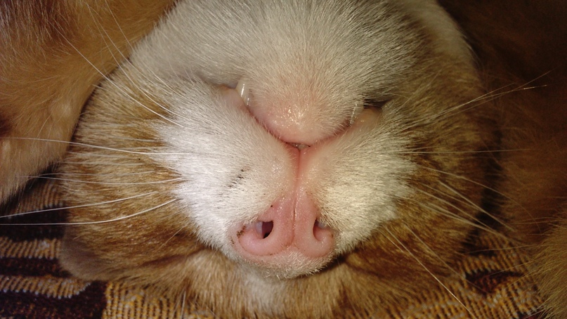 Игорь Головин | Санкт-Петербург