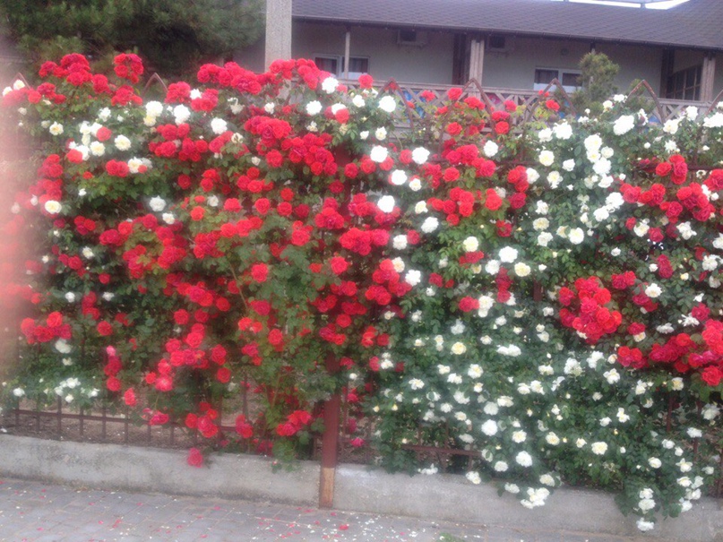 Александр Голованов | Красный Яр