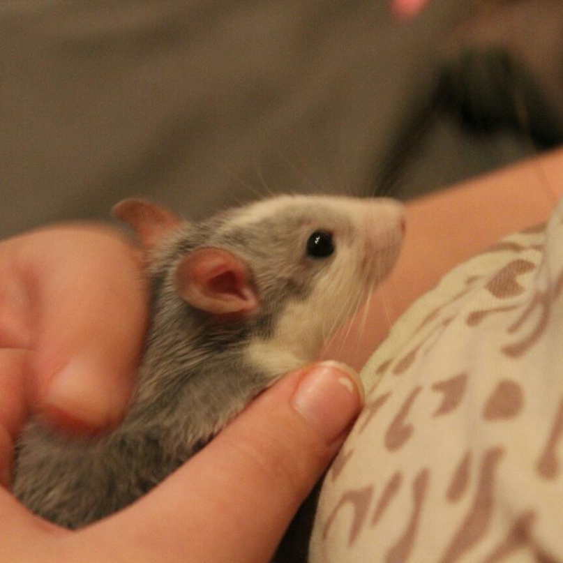 Анна Землянухина †Amfeiya† | Москва