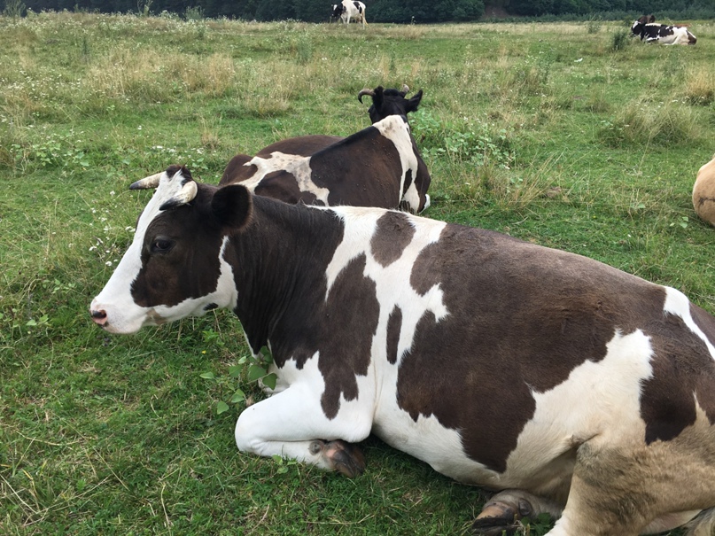 Ирина Хандогина | Санкт-Петербург