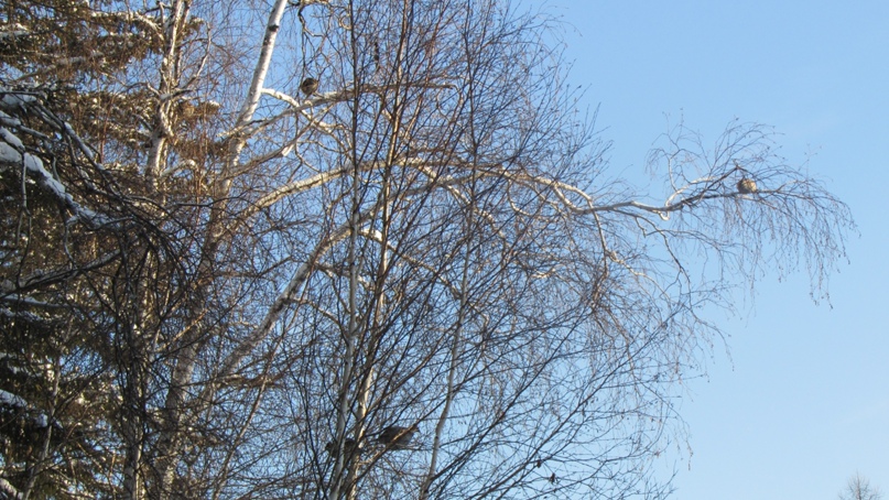 Алексей Мельников | Ванавара