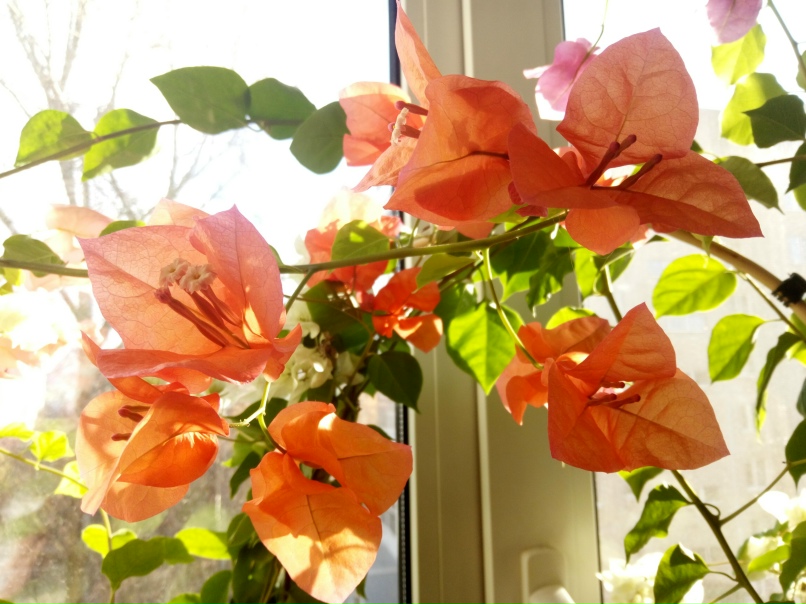 Юлия Догадина | Орёл