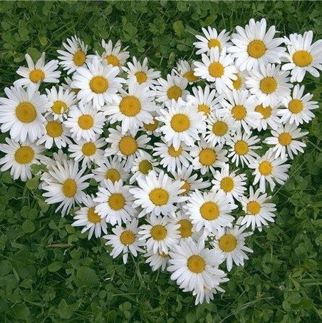 Мария Лунегова | Новосибирск