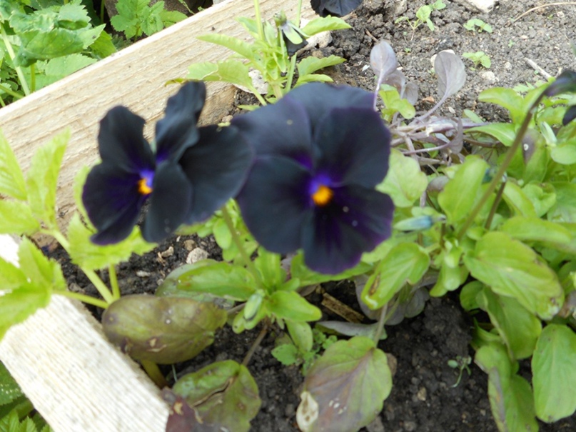 Надежда Ефименко | Санкт-Петербург