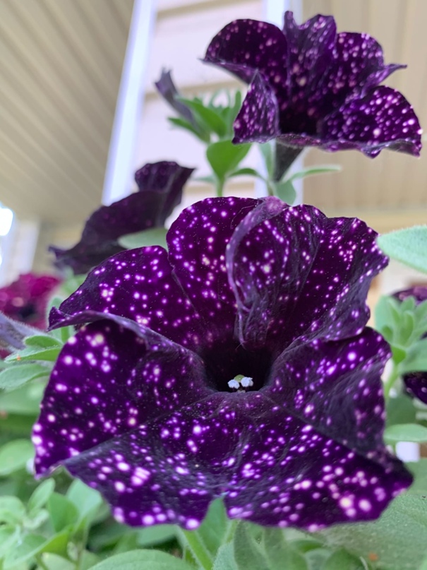 Наталья Иванова | Санкт-Петербург