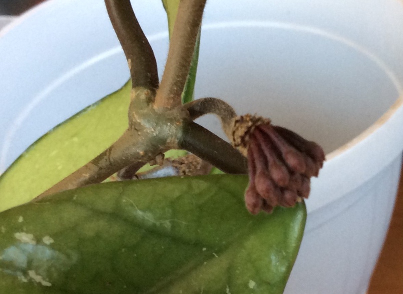 Ирина Чистова | Санкт-Петербург