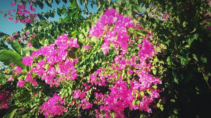 Елена Пискунова | Москва