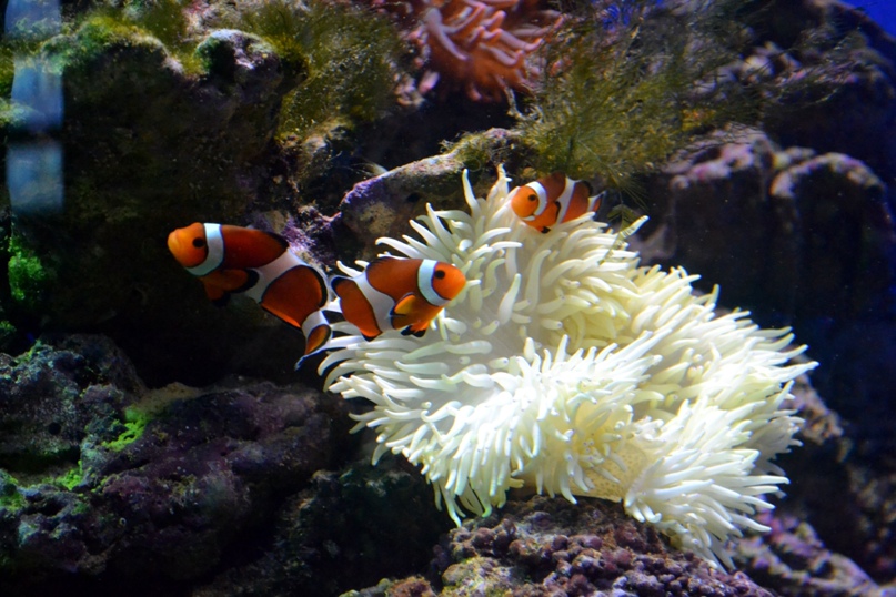 Ольга Мягкая | Москва