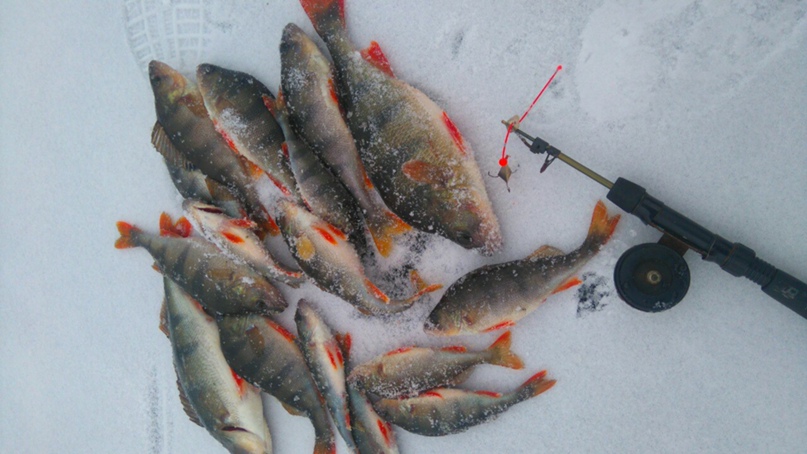 Артем Шатохин | Запорожье