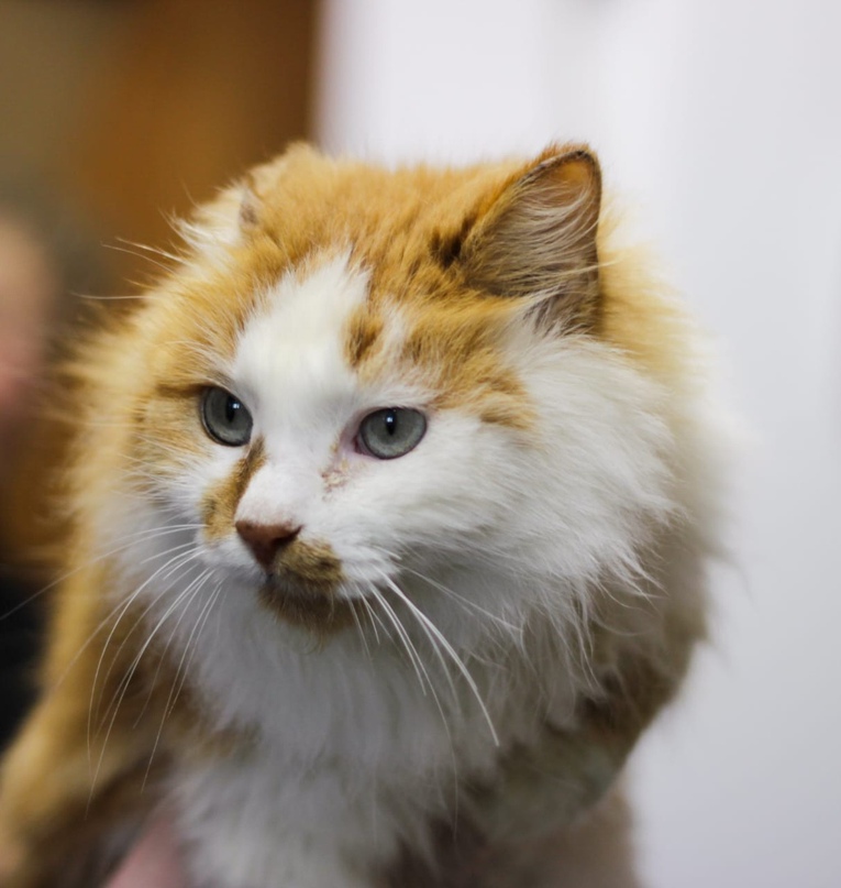 Оле Лукойе |