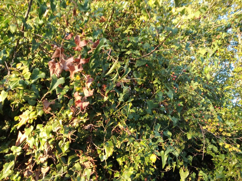 Андрей Шорин | Череповец