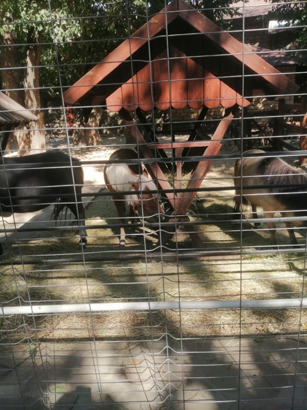 Дмитрий Коростелев | Новочеркасск