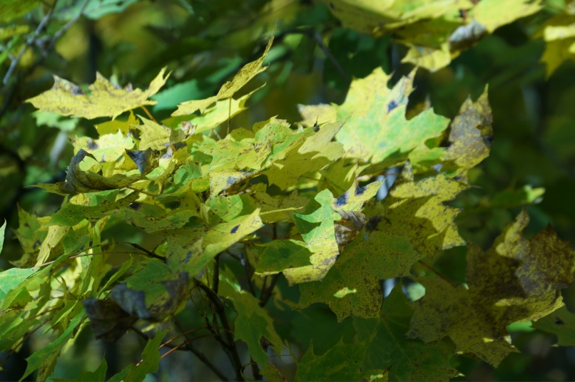Артем Барыкин | Смоленск