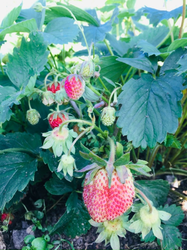 Ольга Шинкаренко | Смоленск