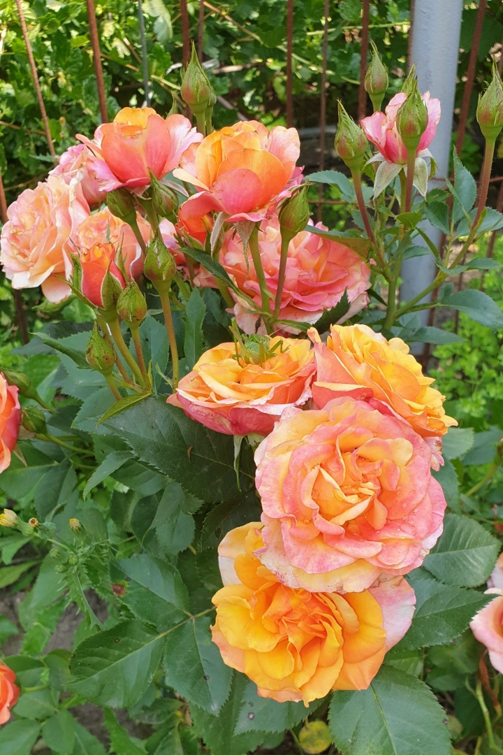 Елена Жаркова | Орёл