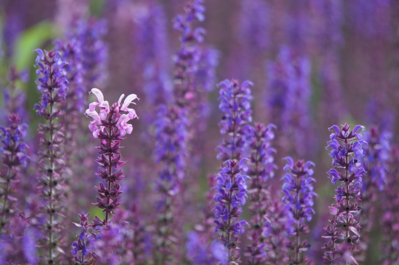 Анастасия Кузьмина | Санкт-Петербург