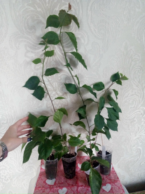 Юлия Догадина | Орёл