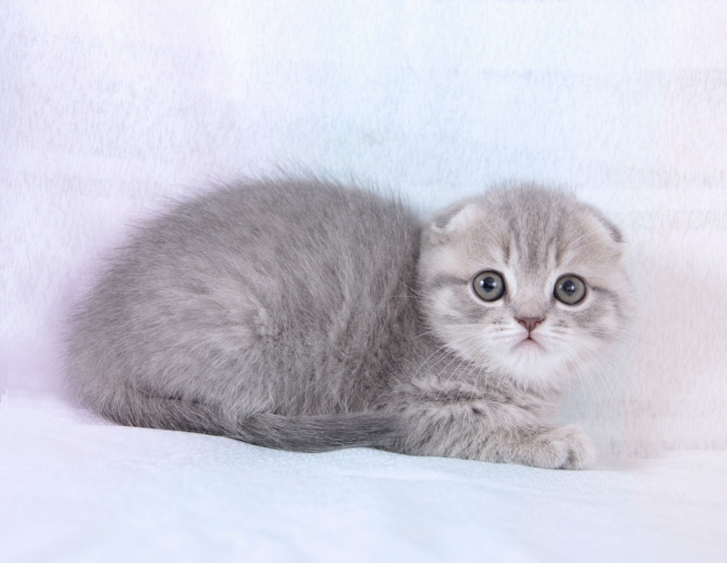 Елена Часовникова | Санкт-Петербург