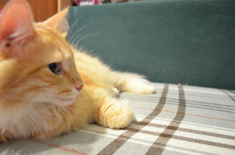 Ольга Камаева | Нижний Новгород