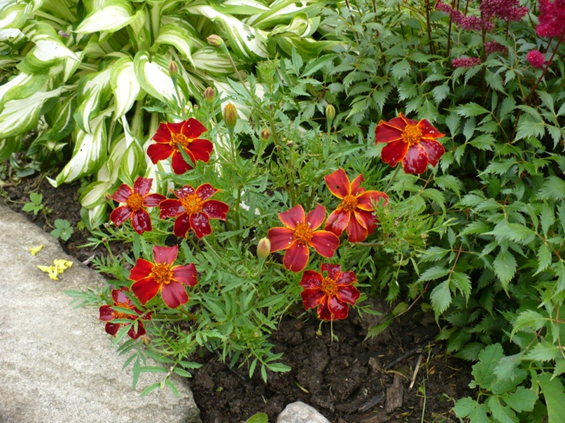 Надежда Горелова | Санкт-Петербург