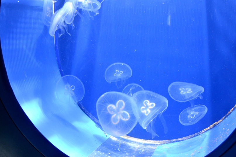 Ольга Мягкая | Москва