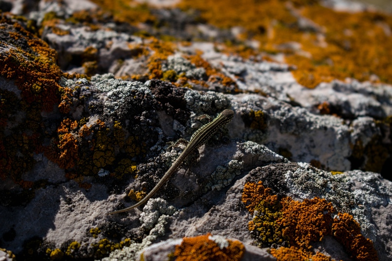 Николай Остапенко | Магнитогорск