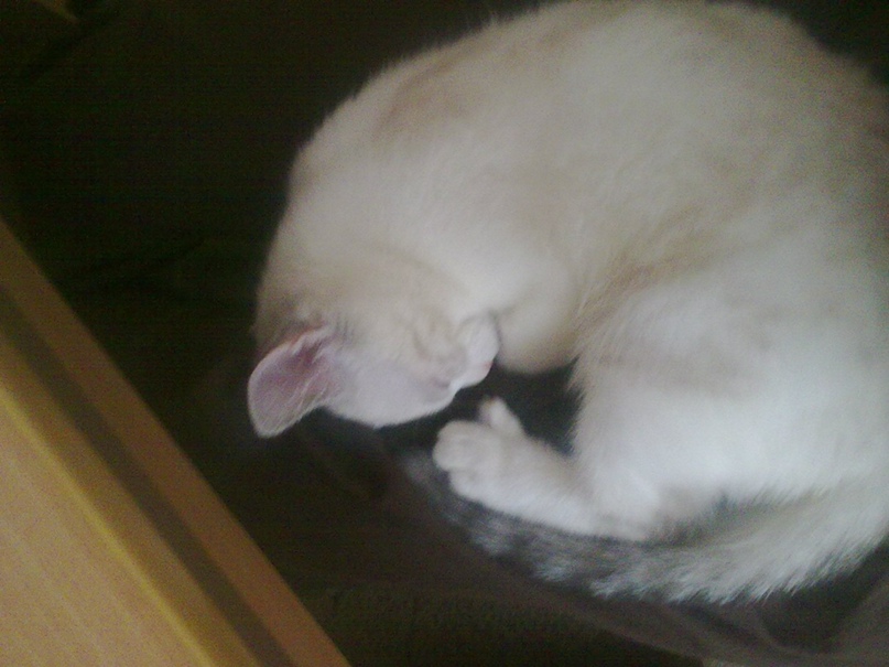 Василий Юрченко | Серов