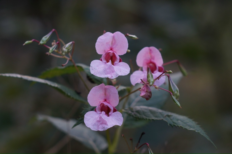 Артем Барыкин | Смоленск