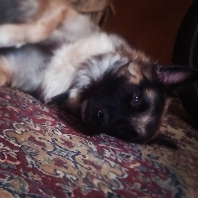 Осман Измайлов | Симферополь