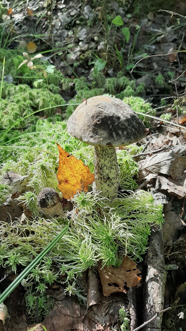 Александр Бедин | Санкт-Петербург