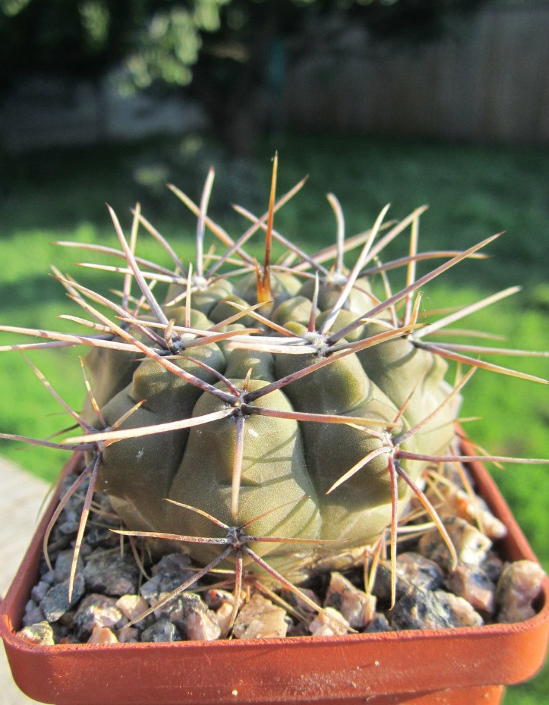 Александр Лукьянчук Сергеевич | Черкассы