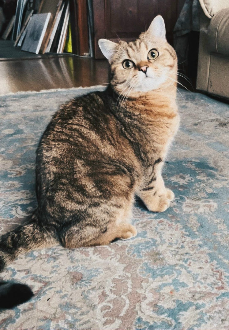 Elena Molchanova | Москва