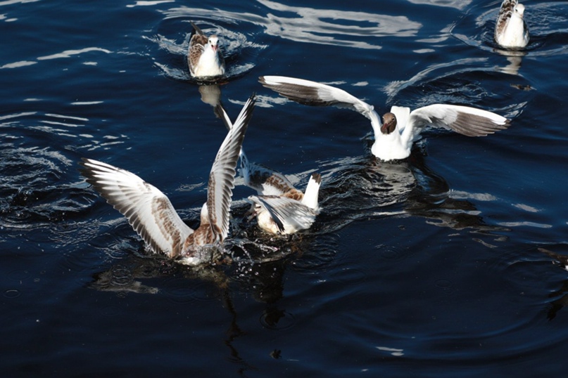 Михаил Захаров ПолуПлюшевый | Иваново