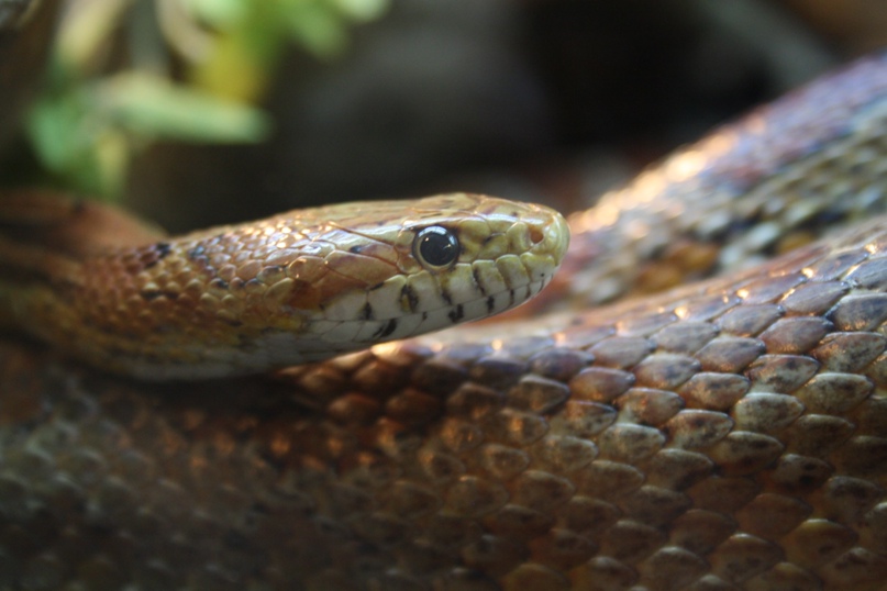 Татьяна Довженко | Харьков