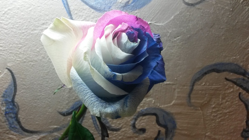 Светлана Захарова | Москва