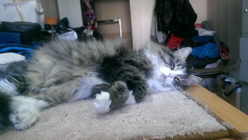 Александр Мильков | Архангельск