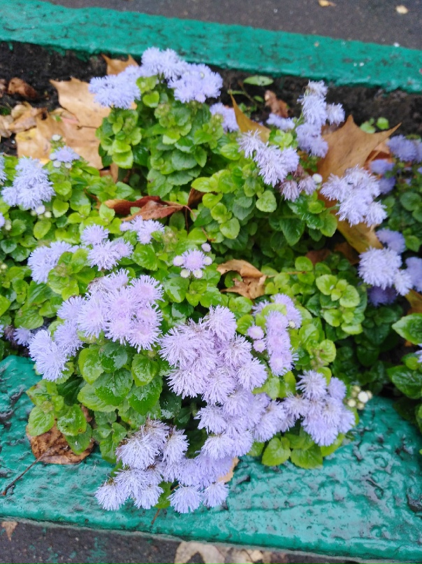 Надежда Ливанова | Москва