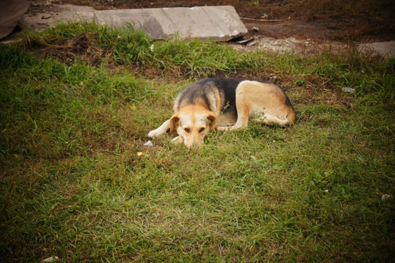 Алексей Стрижов Shelb. | Елец